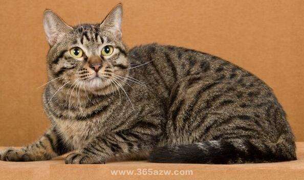 猫耳螨怎么彻底根治,猫耳螨怎么治疗最有效