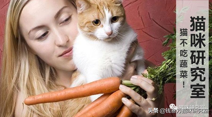 猫最怕什么蔬菜,猫喜欢什么蔬菜
