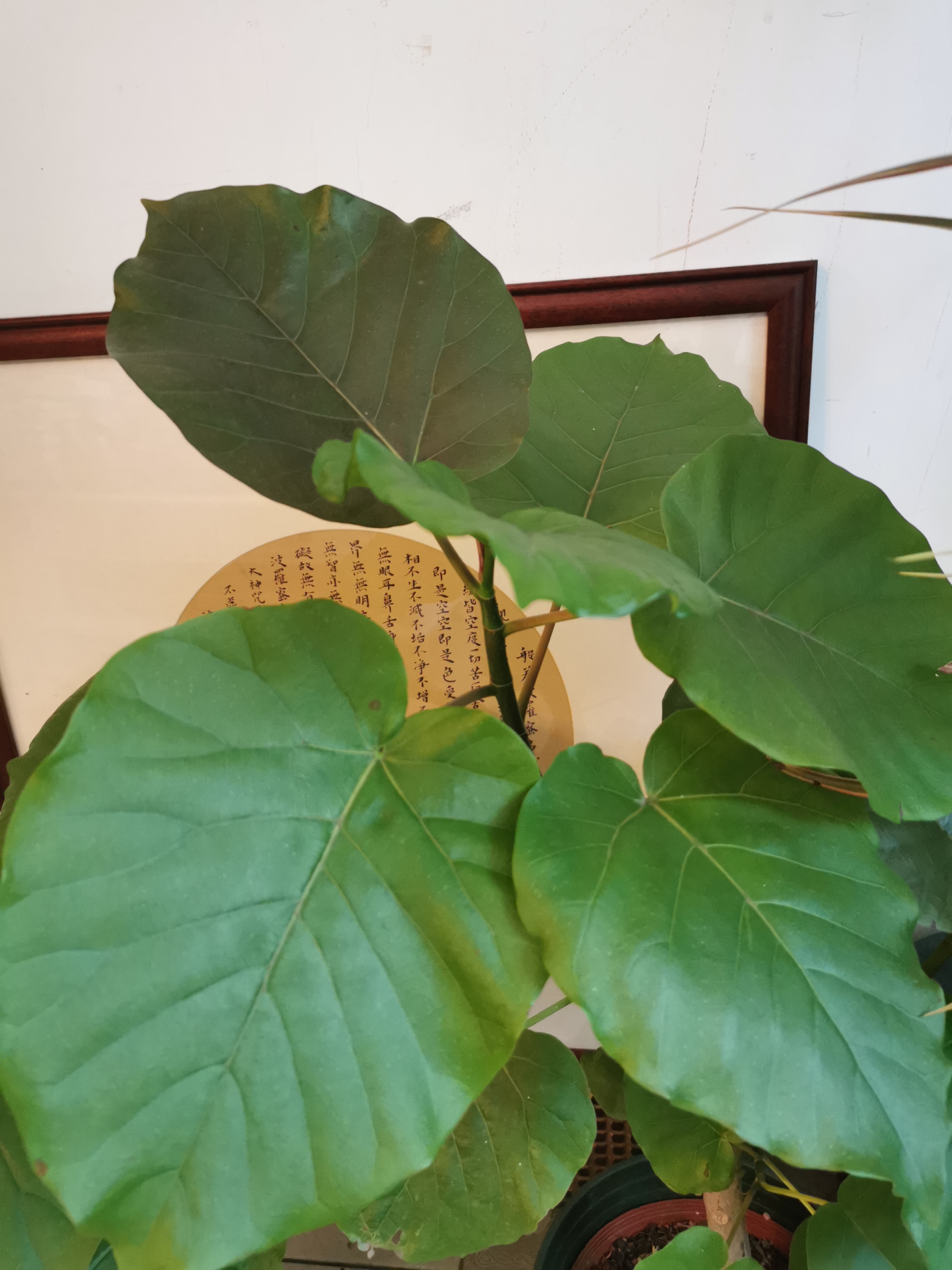 夏天的声音音频,夏天的声音动听