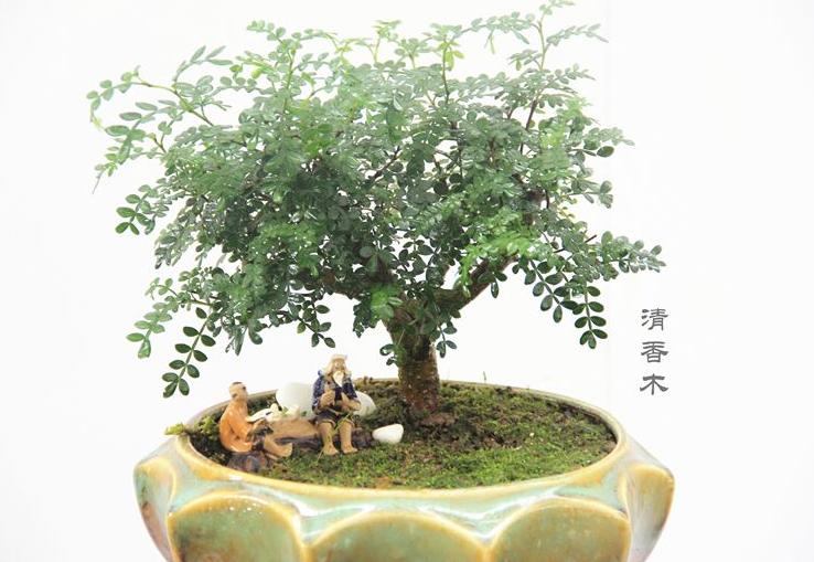 驱蚊虫最好的2种花,家里养什么花蚊子最怕