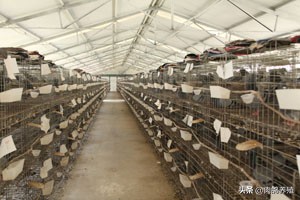 这些赛鸽选种经验让你少走弯路,关于鸽子的养殖知识资料