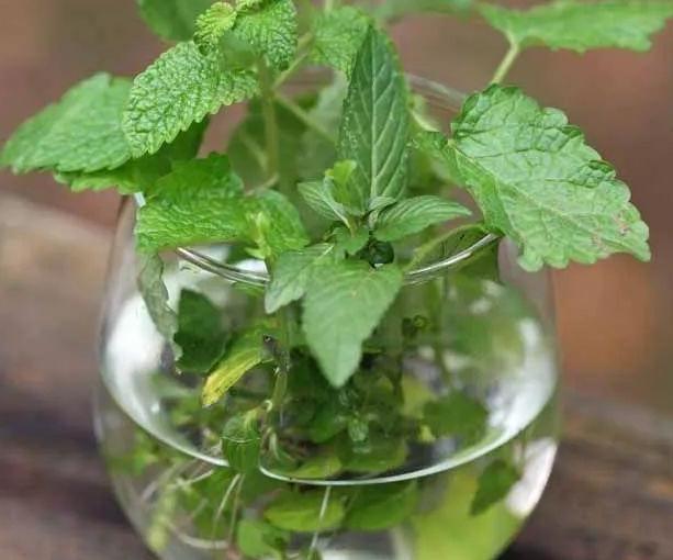 什么薄荷适合盆栽养殖呢,家养薄荷养殖方法
