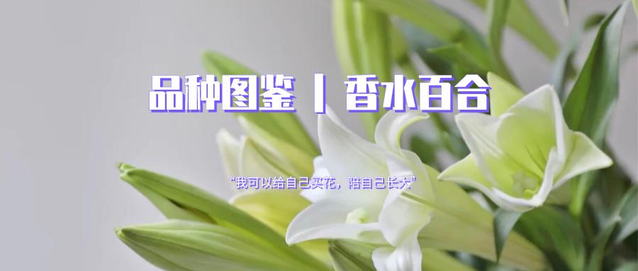 香水百合鲜切花云南鲜花基地,什么颜色的百合最好养活