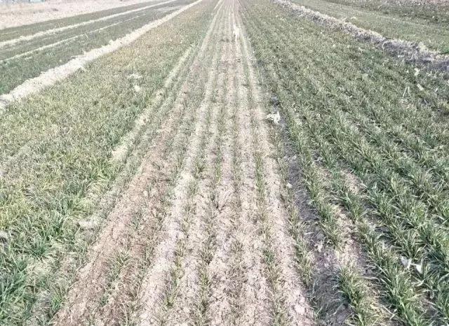 小麦缺肥发黄怎么办,小麦根发黄是什么病