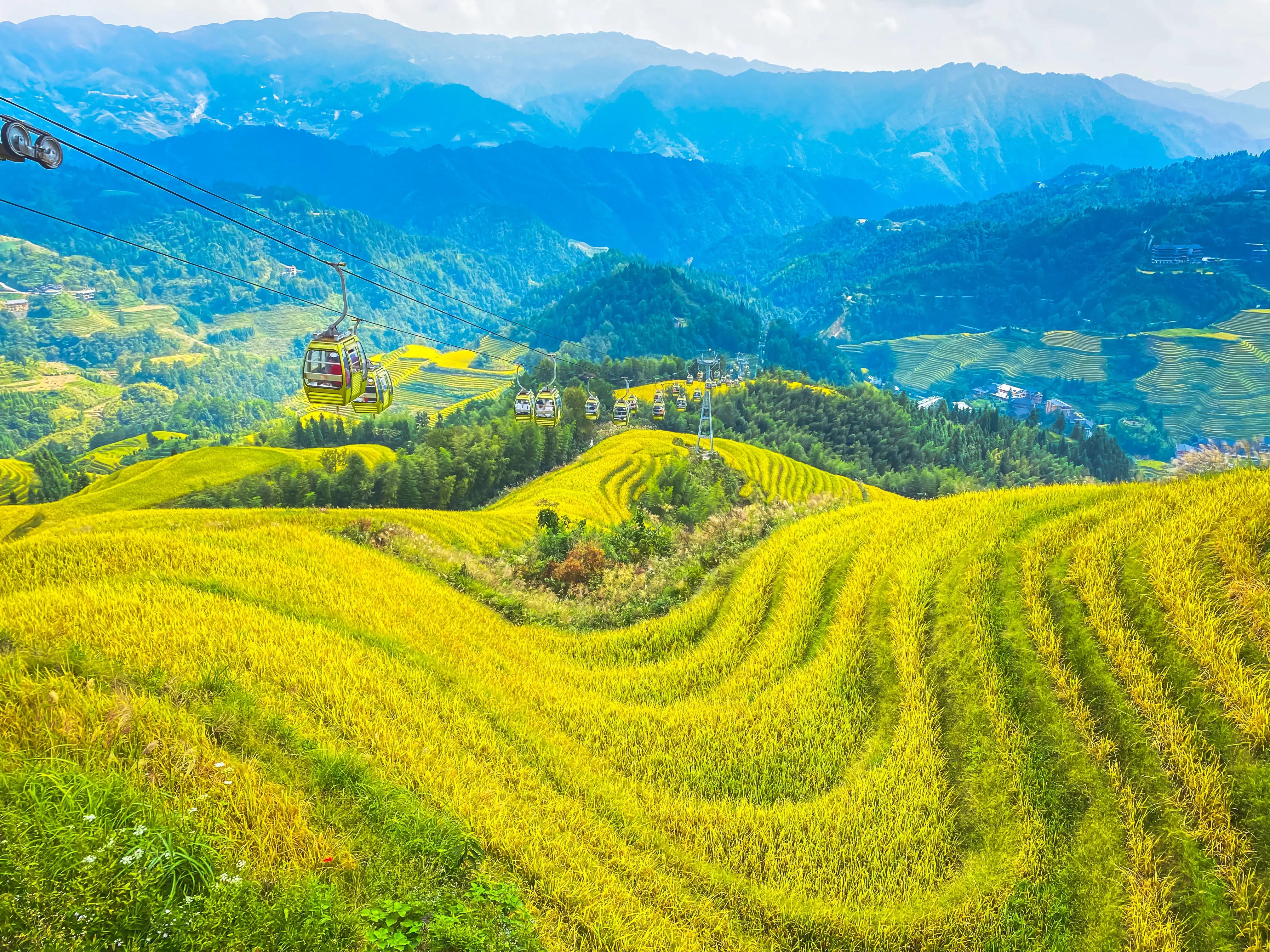 龙胜龙脊梯田香米,龙胜龙脊梯田分红