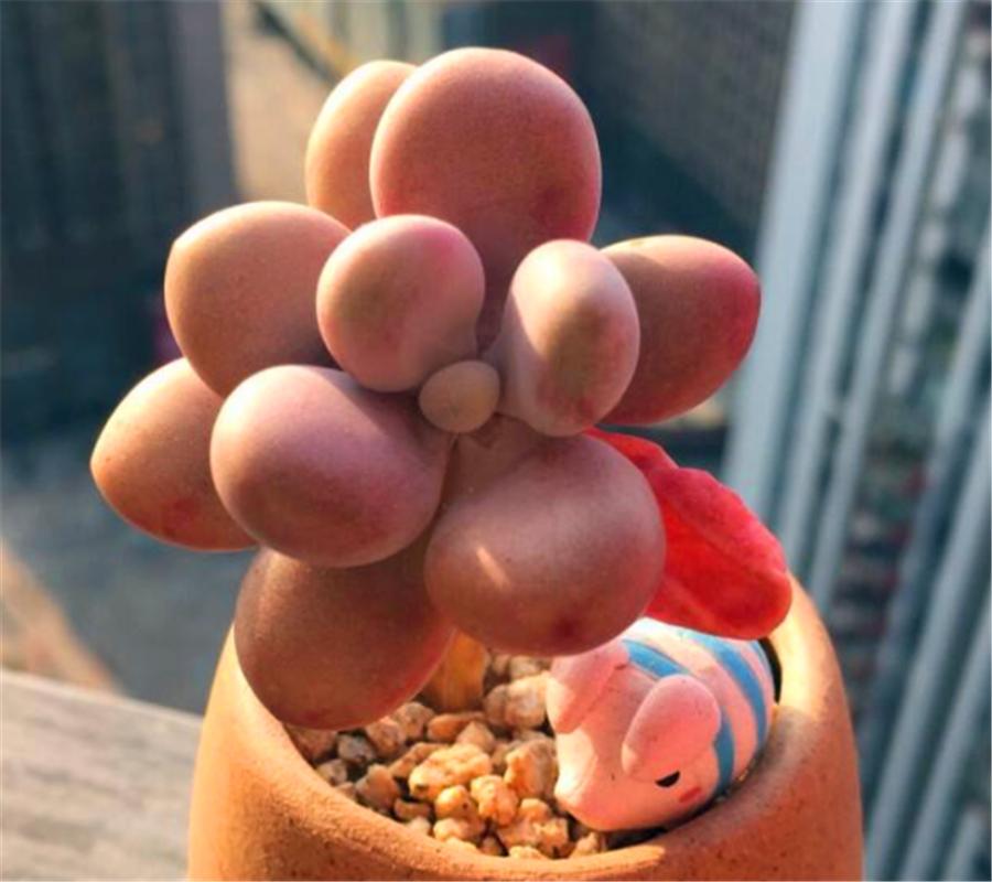 桃蛋叶片黑腐的原因是什么,桃蛋叶片化水怎么处理