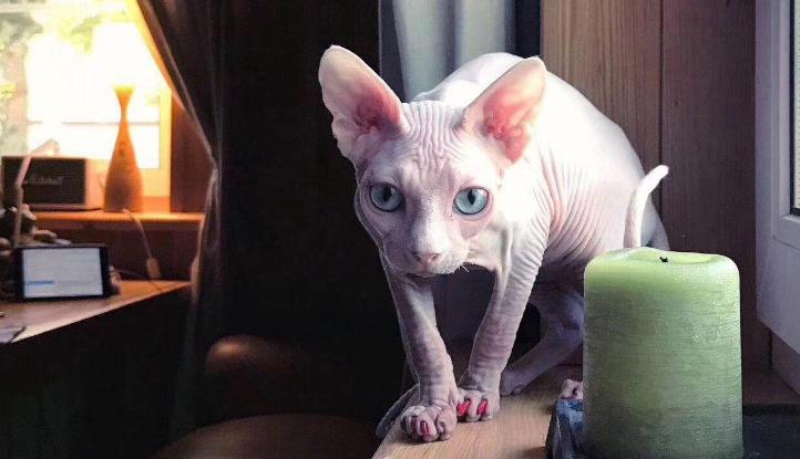 十大最贵的猫是哪个品种,最值钱的猫是什么品种