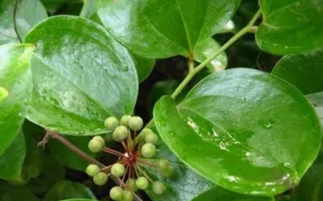 野生珍贵植物为什么少见了？