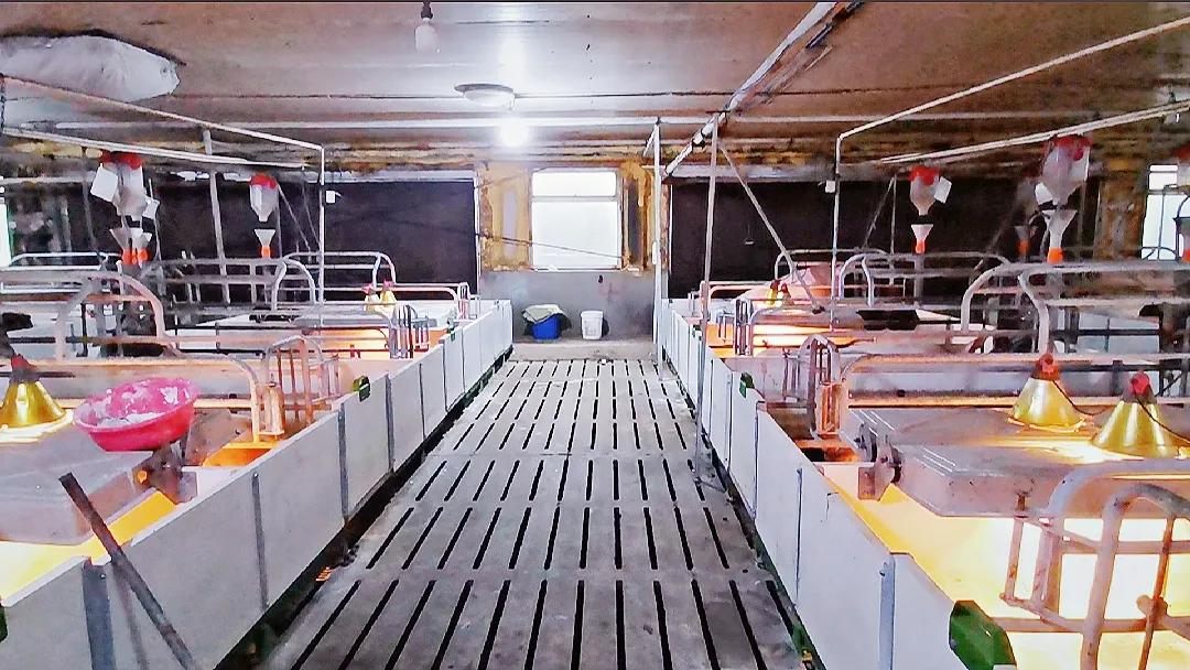 这样使用氯前列烯醇催产，500头母猪24小时分娩率高达95%