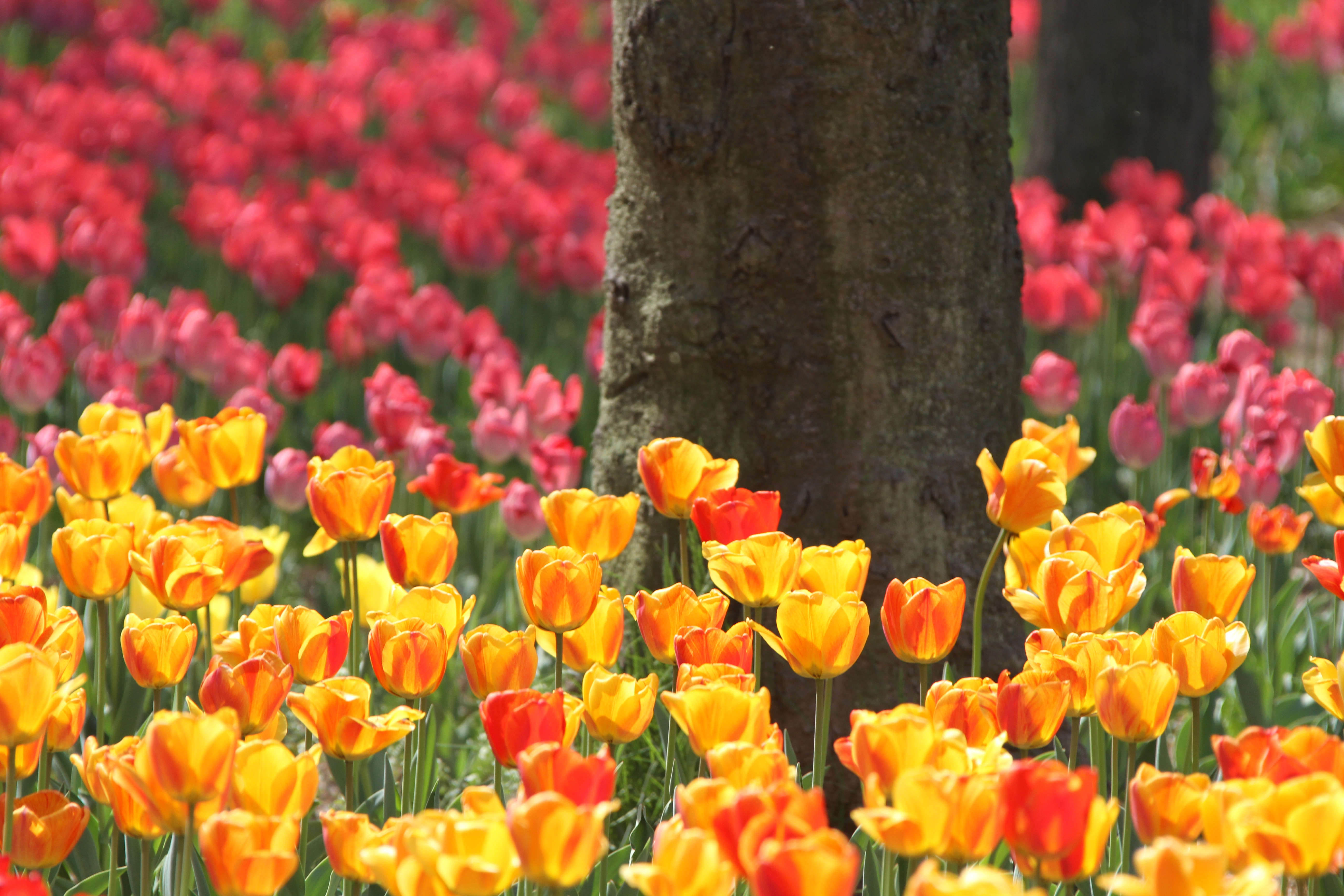 郁金香最美荷兰,郁金香微笑花