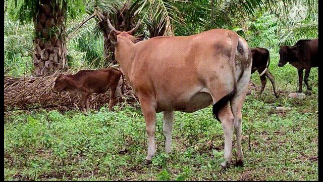 阿努纳奇创造人类7次文明,阿努纳奇人类起源