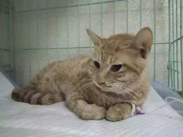 猫德动物医院治猫瘟,福懋动物医院好不好