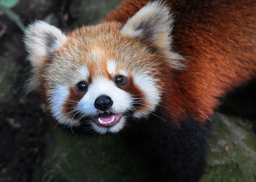 不保护就晚了！你最爱的干（小）脆（熊）面（猫）比大熊猫还濒危