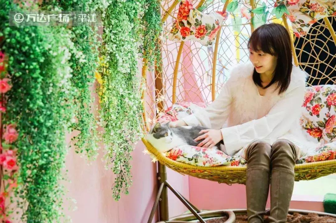 炸裂！因为一只猫，苏州人开启尖叫模式！