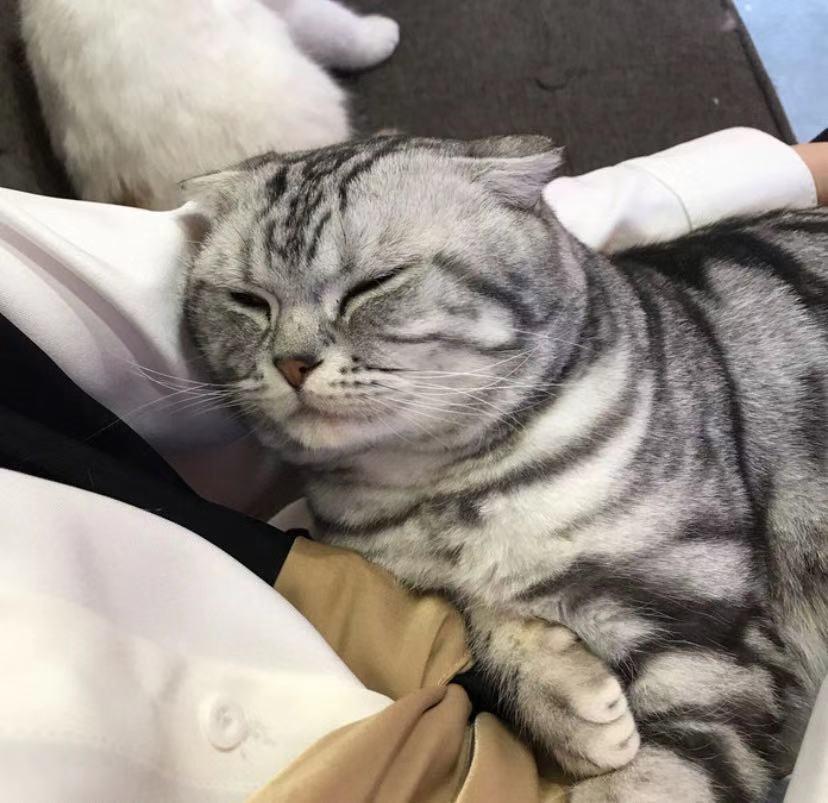 秦皇岛这只网红猫日常“巡逻”你见过吗？岛上还有这些撸猫好去处~