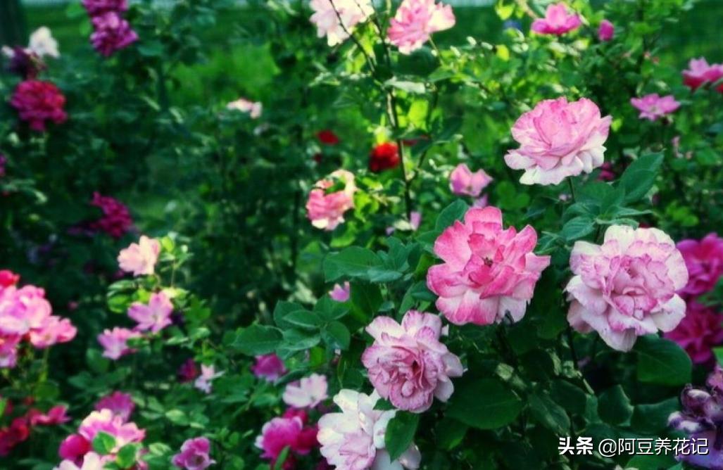 如果月季有黑斑病怎么办,如果月季花枯萎如何救好