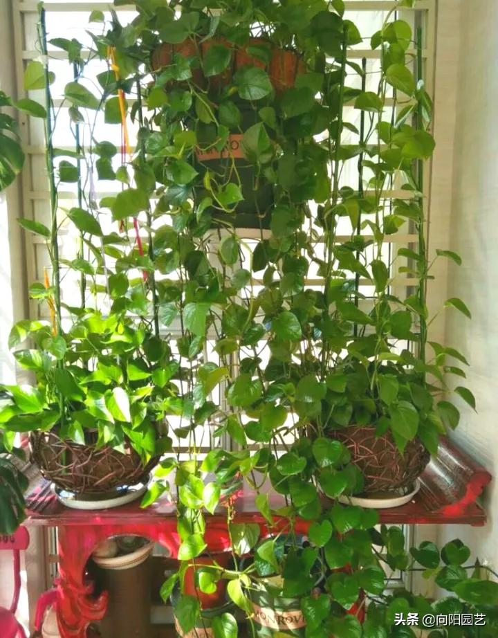 绿萝养不好总是黄叶子是怎么回事,养护绿萝出现了黄叶怎么办