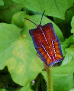 放屁极臭还危害农田，所有的椿象都是害虫吗？