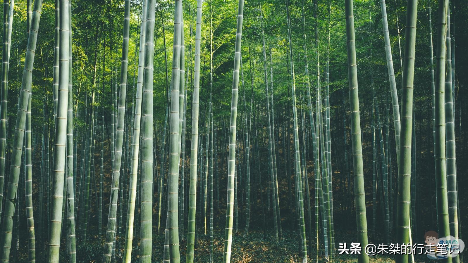 万亩竹海风景区,竹海生态旅游景区免门票