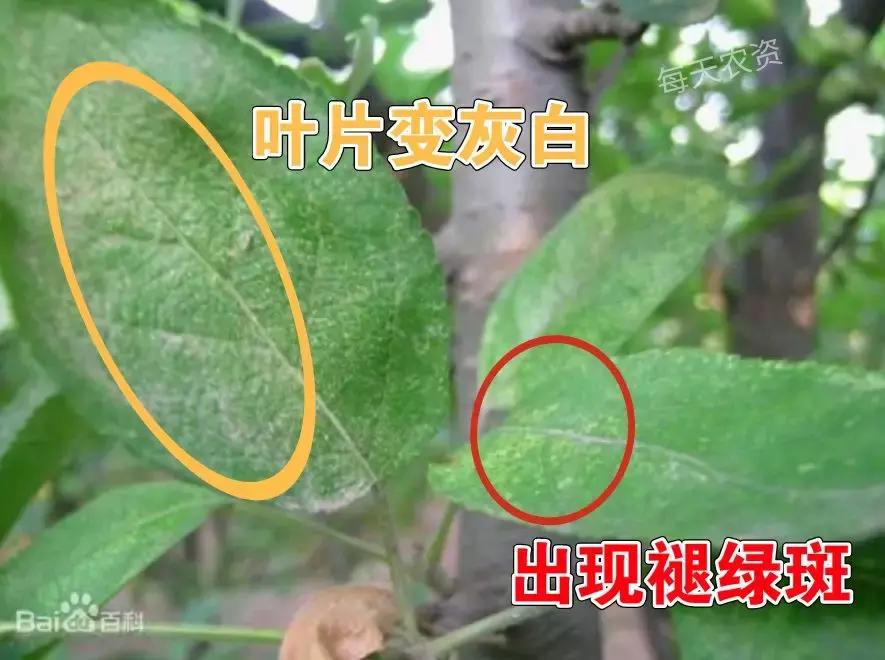 螨类害虫什么时候发生,螨类害虫有哪些特征