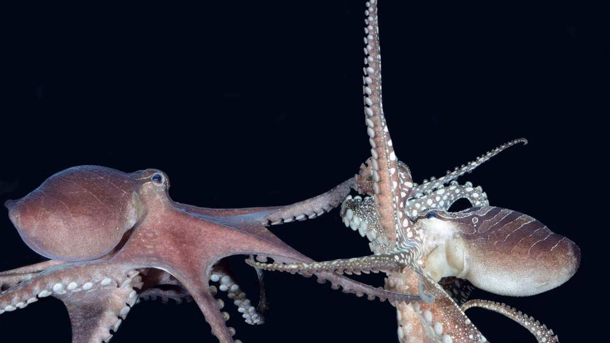 章鱼智商这么高为啥没人类厉害,章鱼有9个大脑还能自己编辑基因