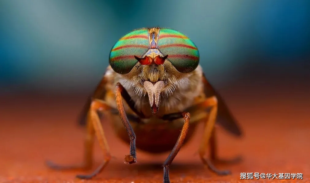 演化之美，发育之魅