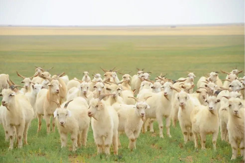 正宗山羊绒羊绒衫冬季,今年最火的羊绒衫