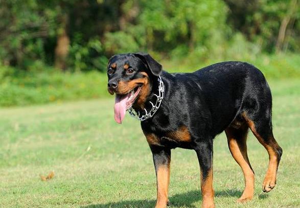 罗威纳挑食如何处理,罗威纳挑食怎么办