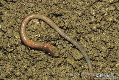 钓黄鳝的方法与注意事项,掌握四种钓法