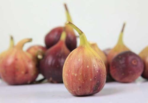 种无花果树怎么种植成活率高,无花果树怎么养才能结果子