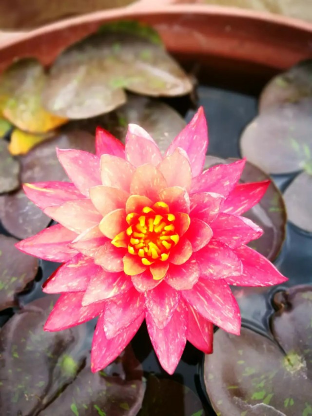 睡莲万维莎片段,睡莲万维莎