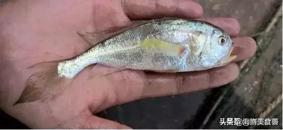 曾是四大海产之一,靠叫声互相识别,却被人类用噪声团灭