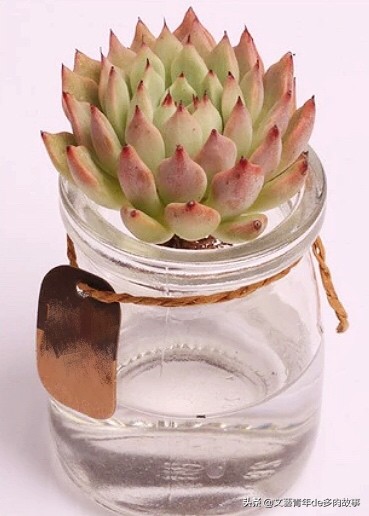 多肉水培，别把根系浸泡在水里，化水黑腐无空子可钻，多肉更健康