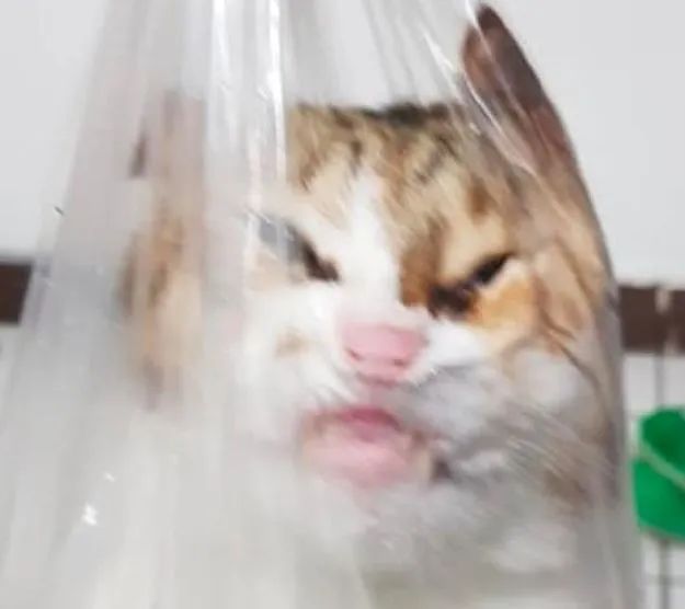 猫咪不习惯吃的表现,猫咪不为人知的用途