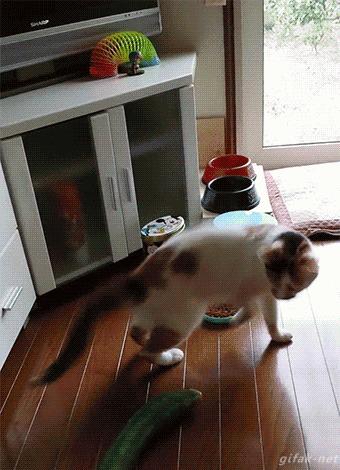 “哎……我怎么有点晕啊?”哈哈哈哈哈让人笑岔气的45个搞笑动图