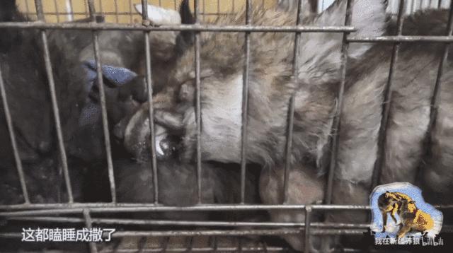 养狼disco：我在*疆新**，把狼养成了哈士奇