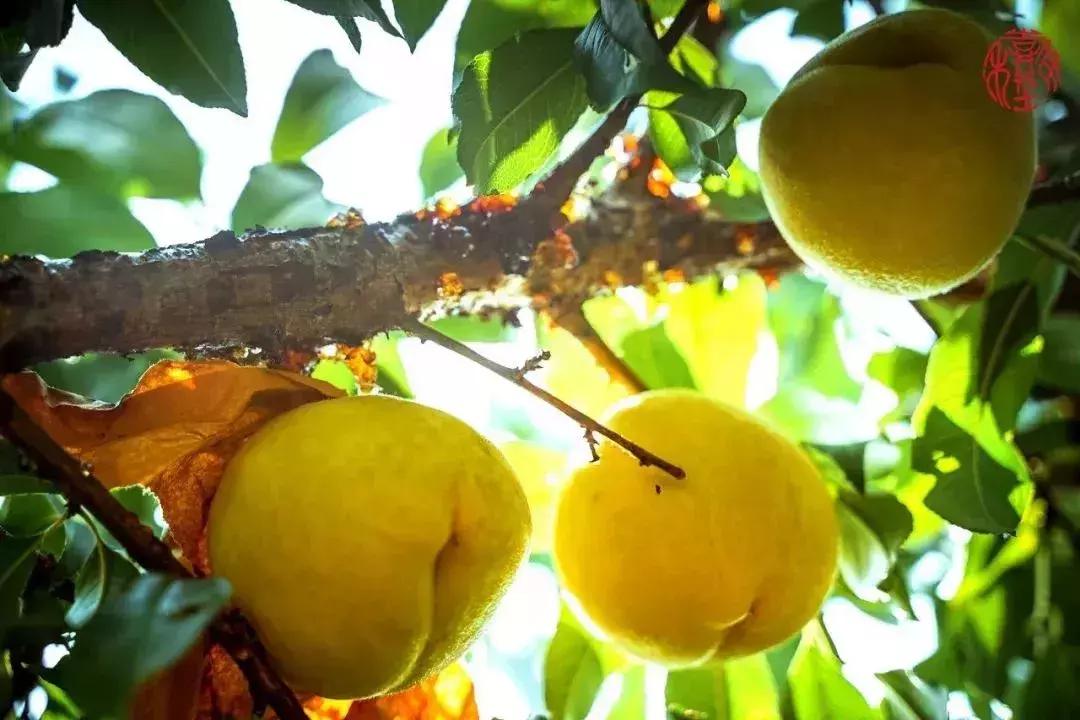 苏州通安的特色,苏州通安有什么美食