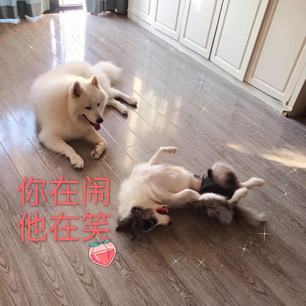 你想知道，如何正确对待狗狗发情期吗？