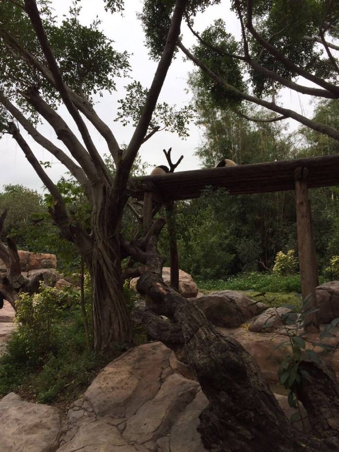 长隆野生动物园旅游攻略带娃,广州长隆动物园适合亲子游