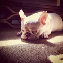 法国斗牛犬能成为“网红狗”，除价格贵之外，这些优点也是很亮眼