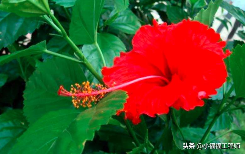 绿植叶子发蔫怎么回事,绿植叶片耷拉发蔫