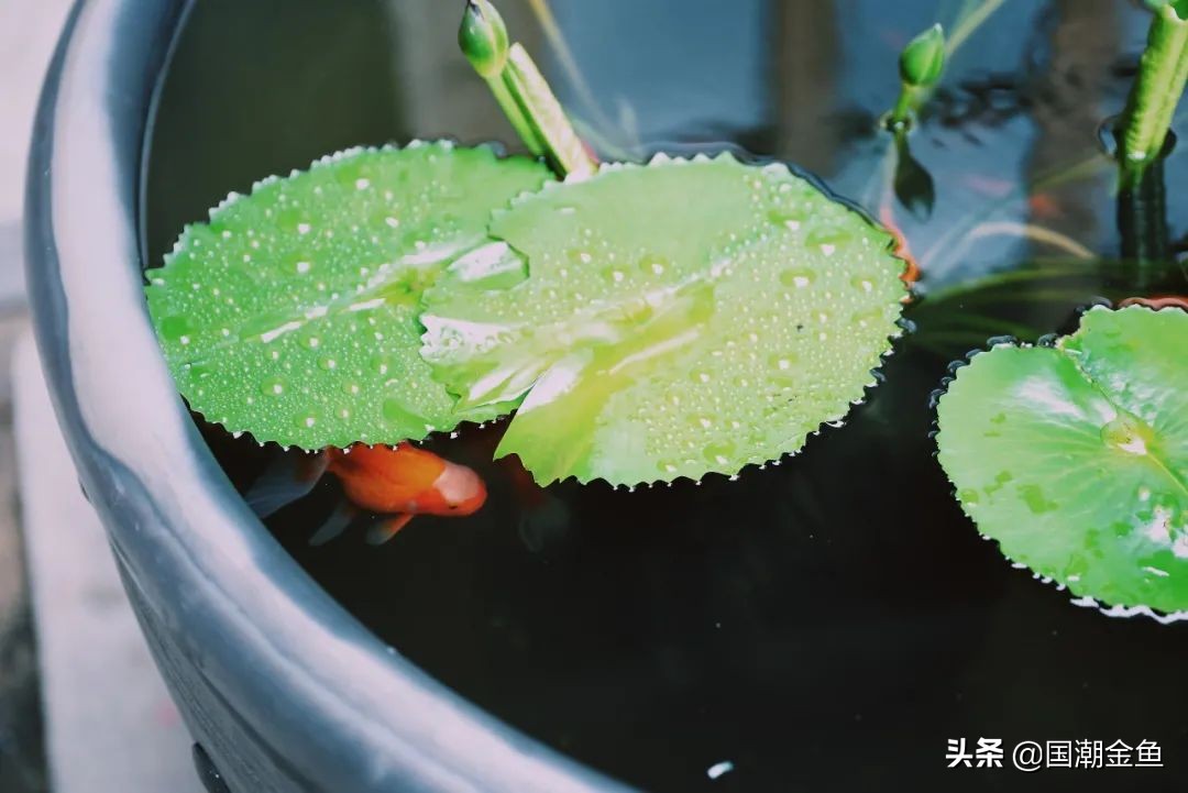 百年非遗福州观赏金鱼培育技艺,国粹传统金鱼