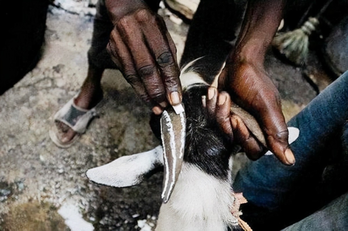 喜马拉雅采蜜人纪录片,喜马拉雅山采蜜