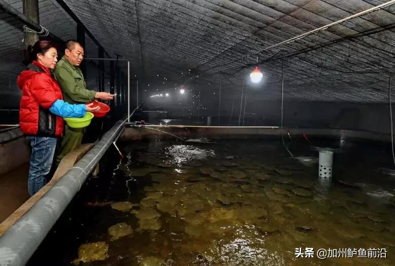 水产鱼类肠炎治疗方法,大菱鲆腹水病