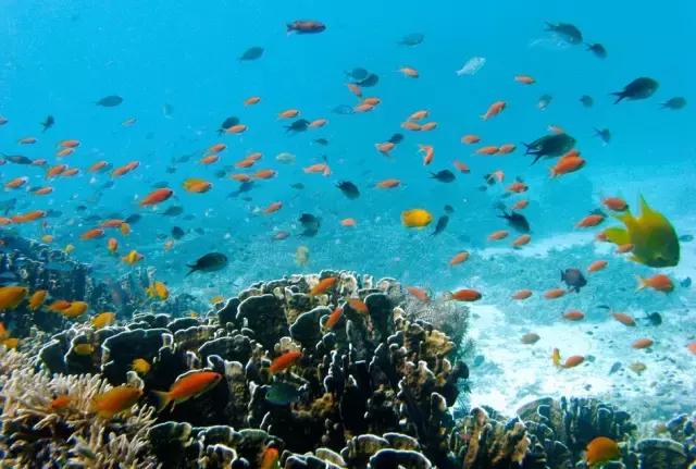 全球惊艳的10个海底世界，看到第一个就想出发！