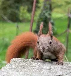 澳大利亚海洋生物旅游,澳大利亚海上游