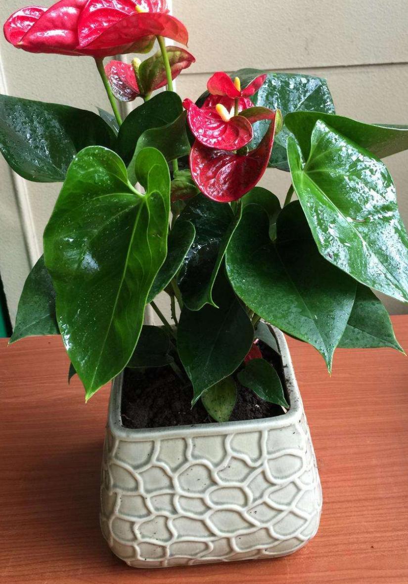 红掌养着养着叶子掉了是怎么回事,红掌根部黄叶干枯不开花怎么办