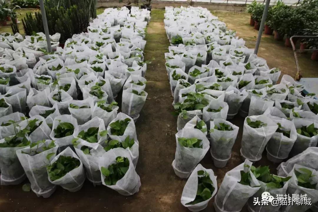 聊城北环花卉市场批发玫瑰鲜花吗,聊城最大的花卉市场