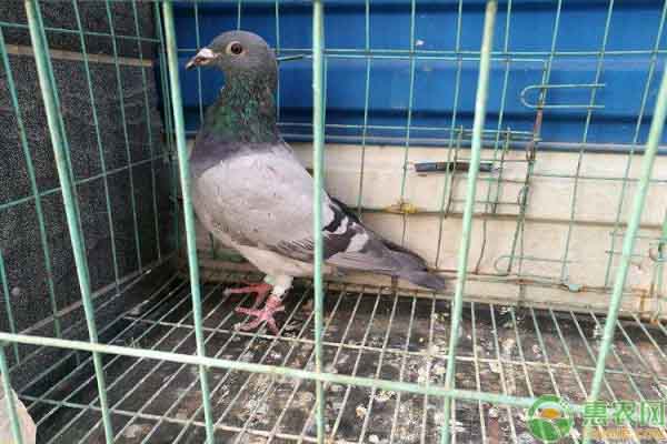 赛鸽的养殖方法和规则,赛鸽如何养
