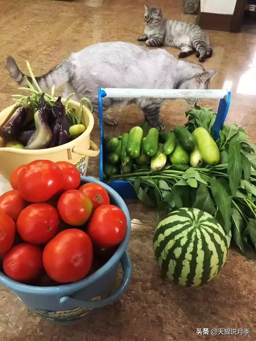 露台打造花海,她用10年改造庭院